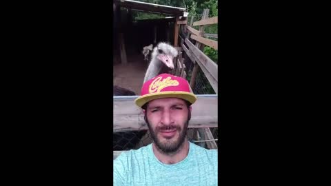 Giant Ostrich steals guys hat