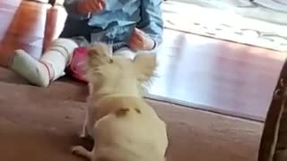 Dogs Having fun with Baby