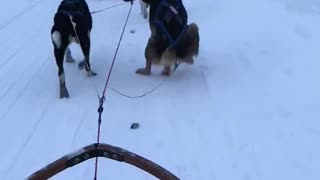 Dog Taking One for the Team