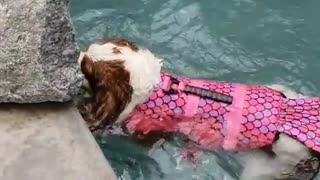 Watch this cute little pup fetch a ball in the pool