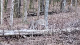 Whitetail deer feeding on the farm