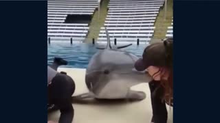 Cute dolphin giving out kisses left and right
