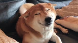 Shiba Inu Loves Greeting His Owner with Smiles