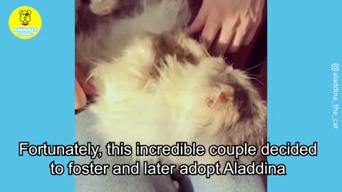 Incredible cat transformation