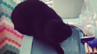 Black cat drinking water from blue facet
