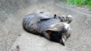 Cat sleeping on the floor