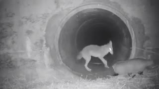 Coyote and badger travel together under California highway