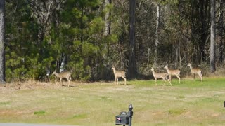 Herd of Deer in my Culdesac