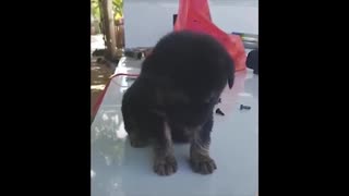 Cute BAby Dogy falling asleep funny and cute 2021