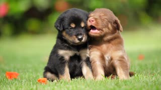 cute little puppies | how cute