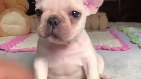 This adorable little Frenchie will definitely put a smile on your face. Enjoy!