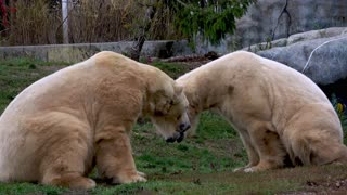 Huge polar bears eat and then take a nap on the grass