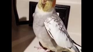 Adorable bird gives kisses