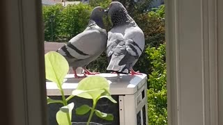 Two Pigeons kissing