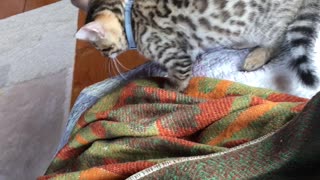 new pet kitten gets acquainted with a dog