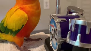 Parrot practicing his drum set