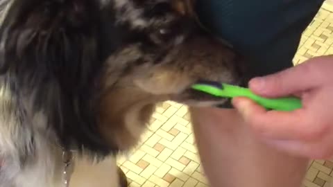 Australian Shepherd Loves Getting Her Teeth Brushed