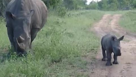 Valiente rinoceronte bebé intenta asustar a un vehículo de safari