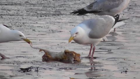 Seagulls Have A Tug Of War With Food
