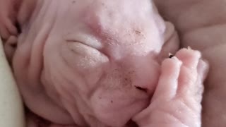 Sphynx Kitten Sucking Thumb