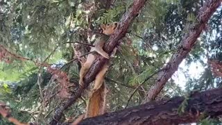 Antonio the Wild Squirrel Cools off on a Wet Branch