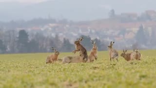 Hares mating ritual