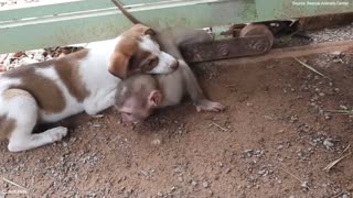 Puppies Trying to Rescue Baby Monkey
