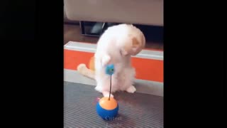 Cutest And Funniest Pets Compilation