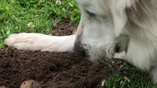 Gentle Dog Loves Gophers