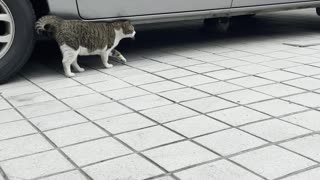 Eye contact with a stray cat