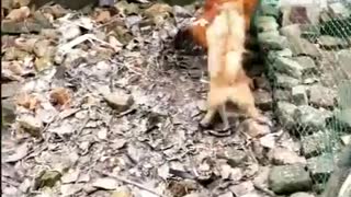 Fight between chicken and dog