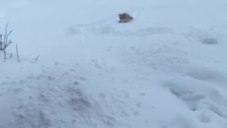 Cat Isn't a Fan of First Snow