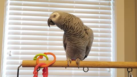 Grey Parrot loves to dance!