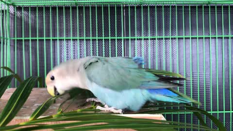 Parrot throws tantrum when owner says she's leaving 2
