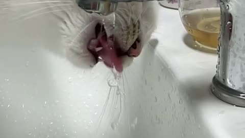 Cat Drinking Water (Slow Motion)