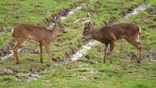 Three Bucks Standing Their Ground