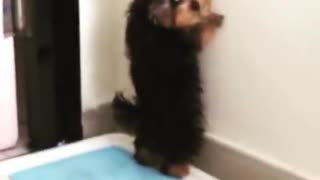 Crazy puppy goes to the bathroom while standing up