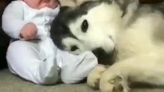 dog sleeping with baby 🥰