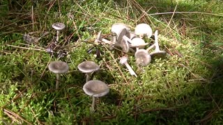 Amish Country Mushrooms