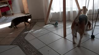 Dog and cat follow parrot's every move, desperately try to befriend it
