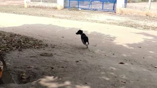 Dog pranked must watch!
