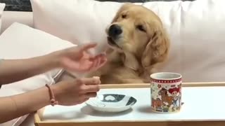 Super spoiled doggy gets breakfast in bed