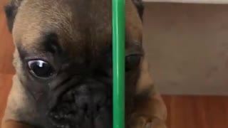 French Bulldog puppy really wants his coffee