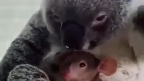 A koala saved from the fires and his baby.