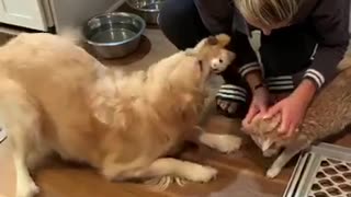 Jealous Dog Tries To Get Attention Back From Owner