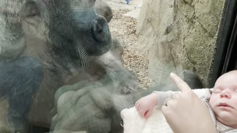 Mother Shares Unique Maternal Bond with Gorilla