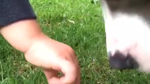 Baby and dog discover snail