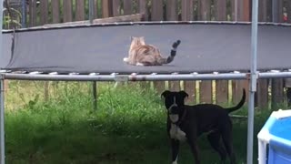 Dog and cat incredibly play together on trampoline