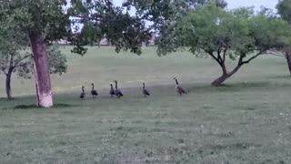 Don’t you believe that you can see these geese anywhere in Winnipeg Canada
