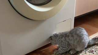 Kitten Watches the Wash